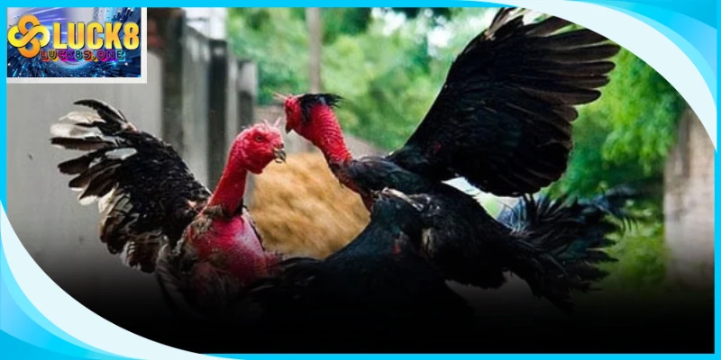 Kỹ năng quan sát thực tế kết hợp tư duy phân tích giúp bạn chiến thắng