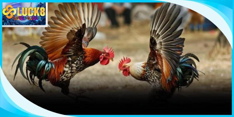 Tường gà tràn ngập khí thế sôi động cùng những pha giao tranh gay cấn